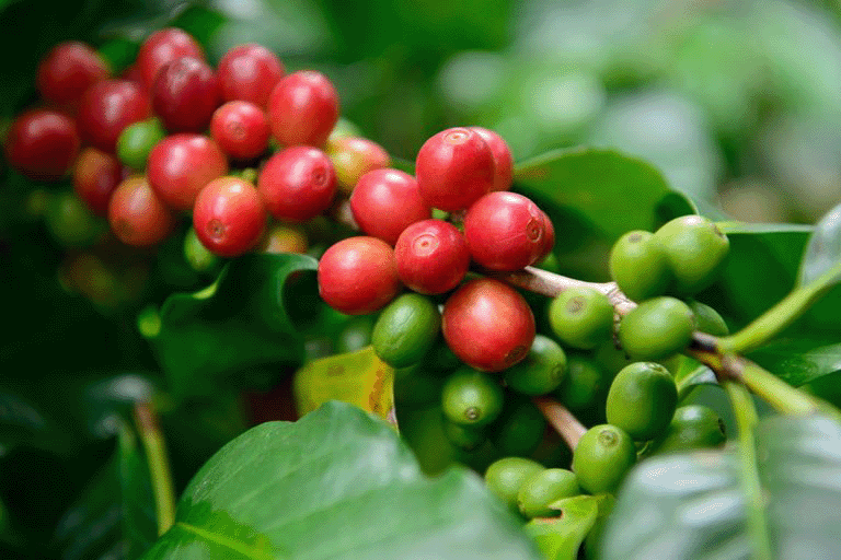 Coffee cherries and beans